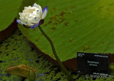 Nymphaea atrans