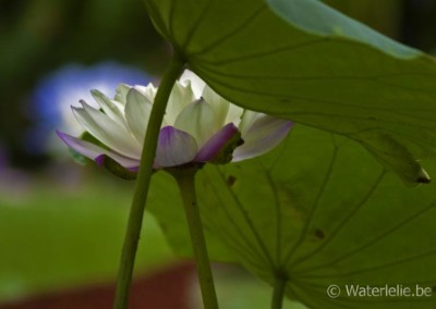 Nymphaea atrans