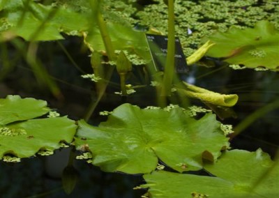 Nymphaea carpentariae x Nymphaea violacea