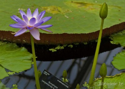 Nymphaea carpentariae x Nymphaea violacea