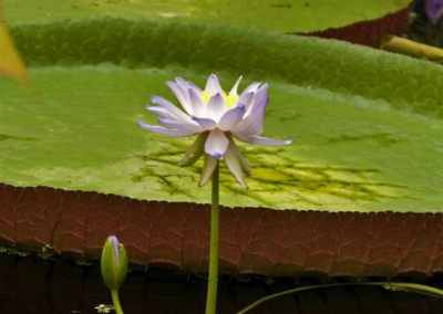 Nymphaea georginae