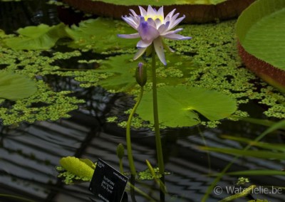 Nymphaea georginae