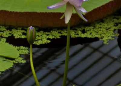 Nymphaea georginae