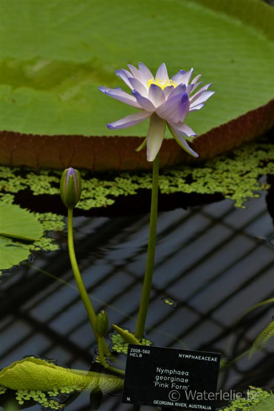 Nymphaea georginae