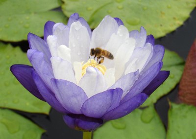 Nymphaea immutabilis subsp. immutabilis