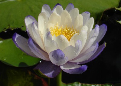 Nymphaea immutabilis subsp. immutabilis