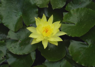 Nymphaea mexicana 'Cape Canaveral'