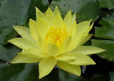 Nymphaea mexicana ‘Cape Canaveral’