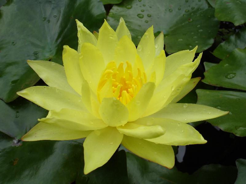 Nymphaea mexicana ‘Cape Canaveral’