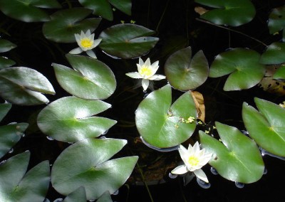 Nymphaea pygmea (Salisb.) W. T. Aiton