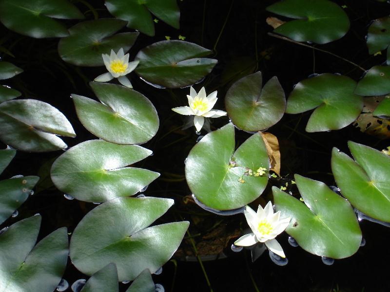 Nymphaea pygmea (Salisb.) W. T. Aiton