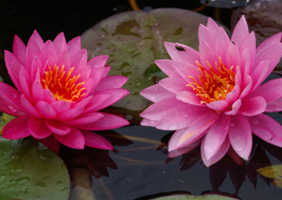 Nymphaea 'Mayla'