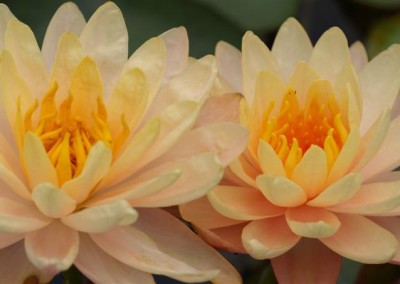 Nymphaea 'Mangkala Ubol'