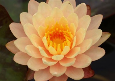 Nymphaea 'Mangkala Ubol'
