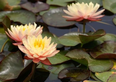 Nymphaea 'Mangkala Ubol'