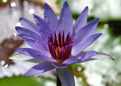 Nymphaea 'Woods Blue Goddess'