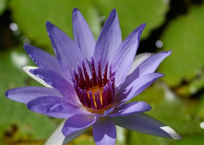 Nymphaea 'Woods Blue Goddess'