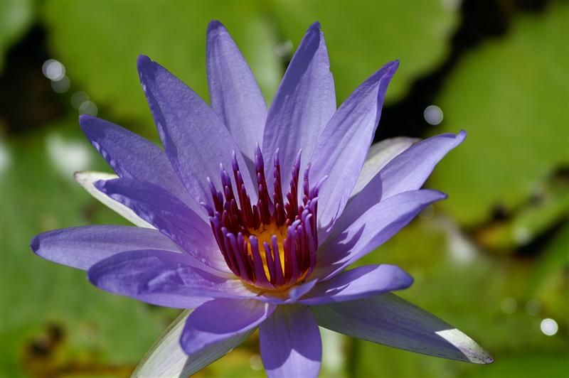 Nymphaea ‘Woods Blue Goddess’