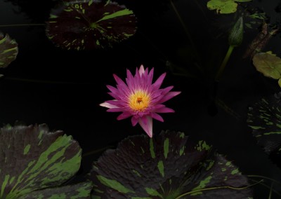 Nymphaea 'Pat Attebery'