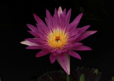 Nymphaea 'Pat Attebery'