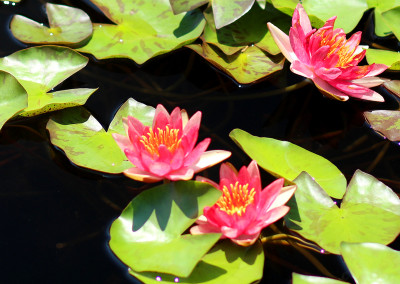 Nymphaea 'Phoebus'