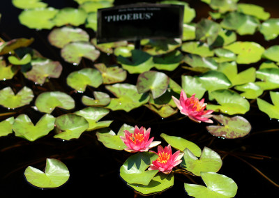 Nymphaea 'Phoebus'