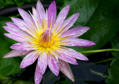 Nymphaea 'Pech Chompoo' also known as Nymphaea 'Pink Diamond'