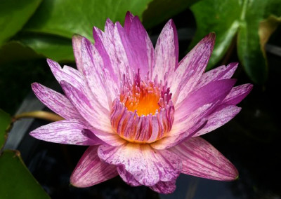 Nymphaea ‘Pech Chompoo’ also known as Nymphaea ‘Pink Diamond’