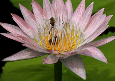 Nymphaea 'Pech Chompoo' also known as Nymphaea 'Pink Diamond'