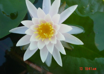 Nymphaea 'Pink Starlet'