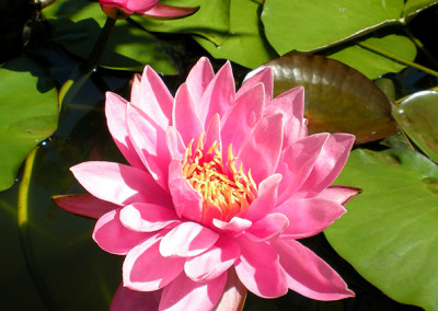 Nymphaea 'Pink Ribbon'