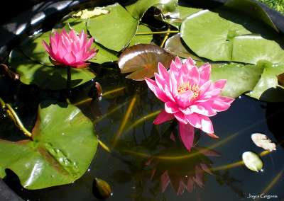 Nymphaea 'Pink Ribbon'