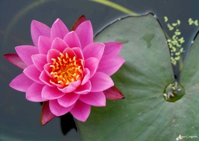 Nymphaea ‘Pink Ribbon’