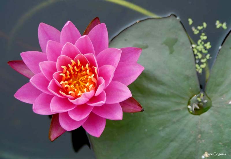 Nymphaea ‘Pink Ribbon’