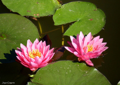 Nymphaea 'Pink Ribbon'