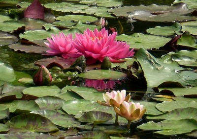 Nymphaea 'Pink Ribbon'