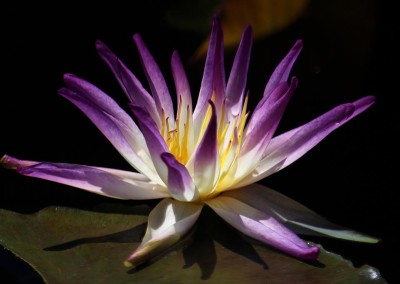 Nymphaea ‘Purple Damselfly’