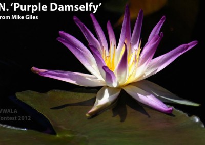Nymphaea 'Purple Damselfly'