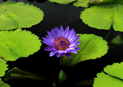 Nymphaea 'Robert Sterling Price'