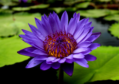 Nymphaea 'Robert Sterling Price'