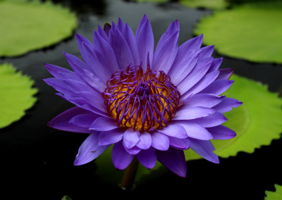 Nymphaea 'Robert Sterling Price'