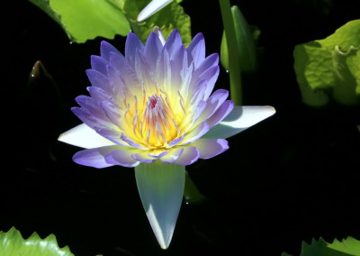 IWC WWALA New Waterlily Contest 2012