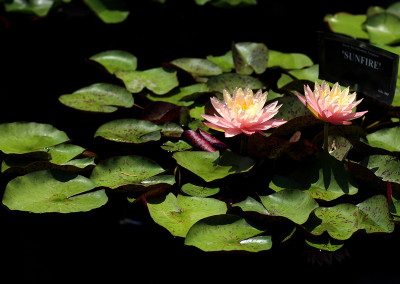 Nymphaea 'Sunfire'