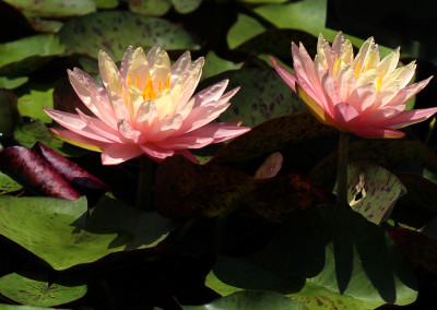 Nymphaea 'Sunfire'