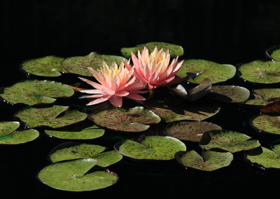 Nymphaea 'Sunfire'