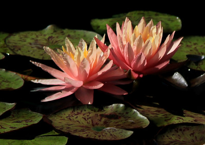 Nymphaea 'Sunfire'