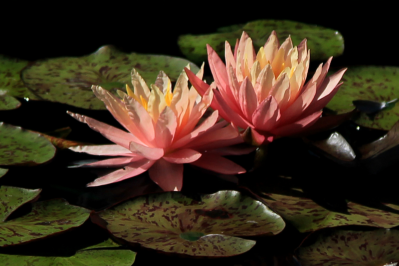 Nymphaea ‘Sunfire’