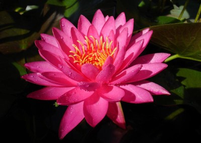 Nymphaea 'Tan-Khwan'