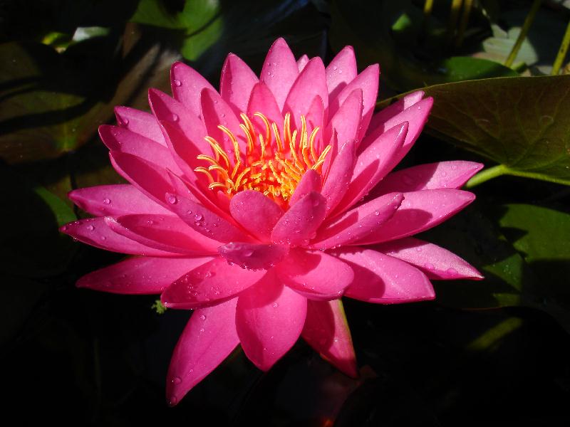 Nymphaea ‘Tan-Khwan’