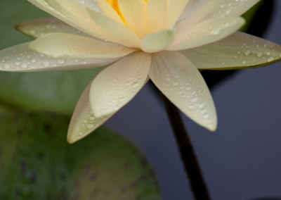 Nymphaea 'Texas Dawn'